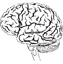 Brain-2.png