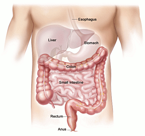 Colon-intestines.png