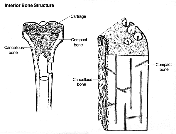 Interior-bone-structure.png