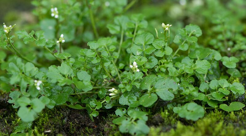 Datei:Behaartes Schaumkraut.jpg