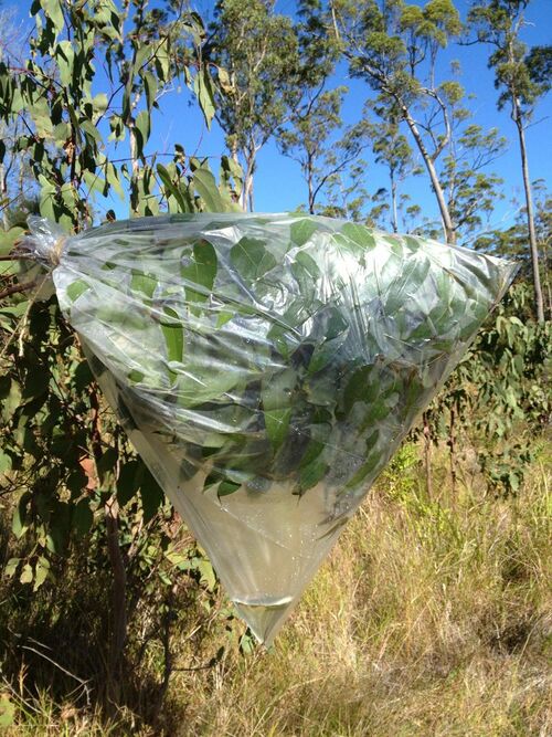 Transpirationsmethode