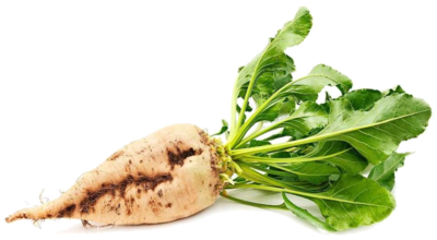 Zuckerrübe