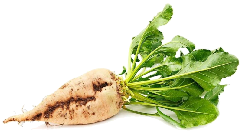 Datei:Zuckerruebe.png