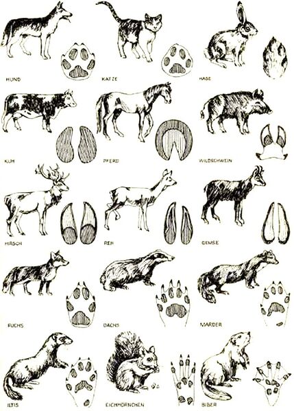 Datei:Tierspuren-003.jpg