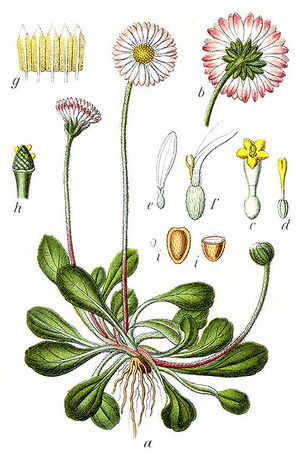 Gaensebluemchen Bellis perennis.jpg