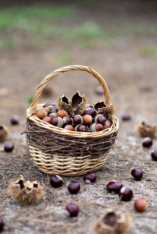 Eichel Kastanien Korb.jpg