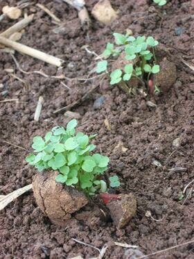 Seedball IMG 2566.JPG