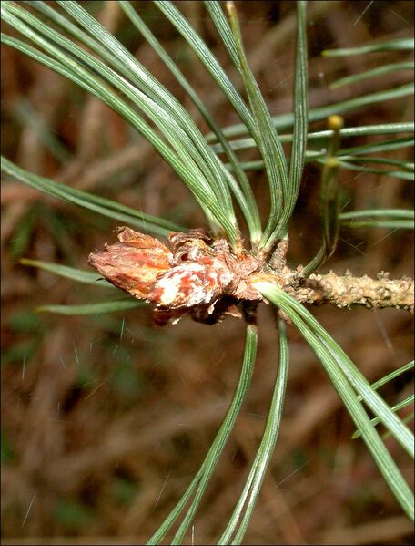 Datei:Kiefern01.jpg