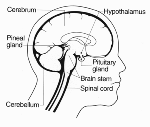 Brain-diagram-1.png