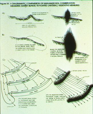 Vetiver Scheme-ER01.JPG