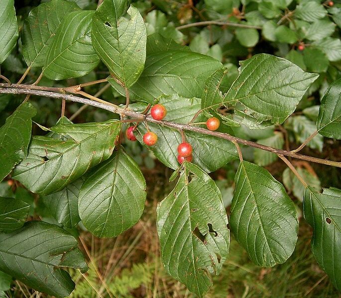 Datei:Faulbaum02.jpg