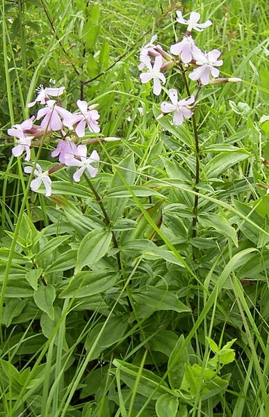 Datei:Saponaria-officinalis-plant.jpg