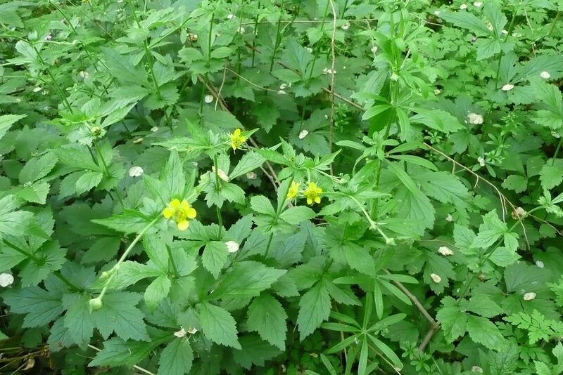 Datei:Echte Nelkenwurz.jpg