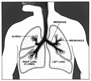 Lungs-diagram.png